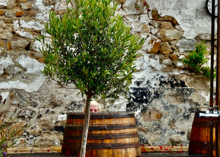 Potted olive tree in front of a stone wall